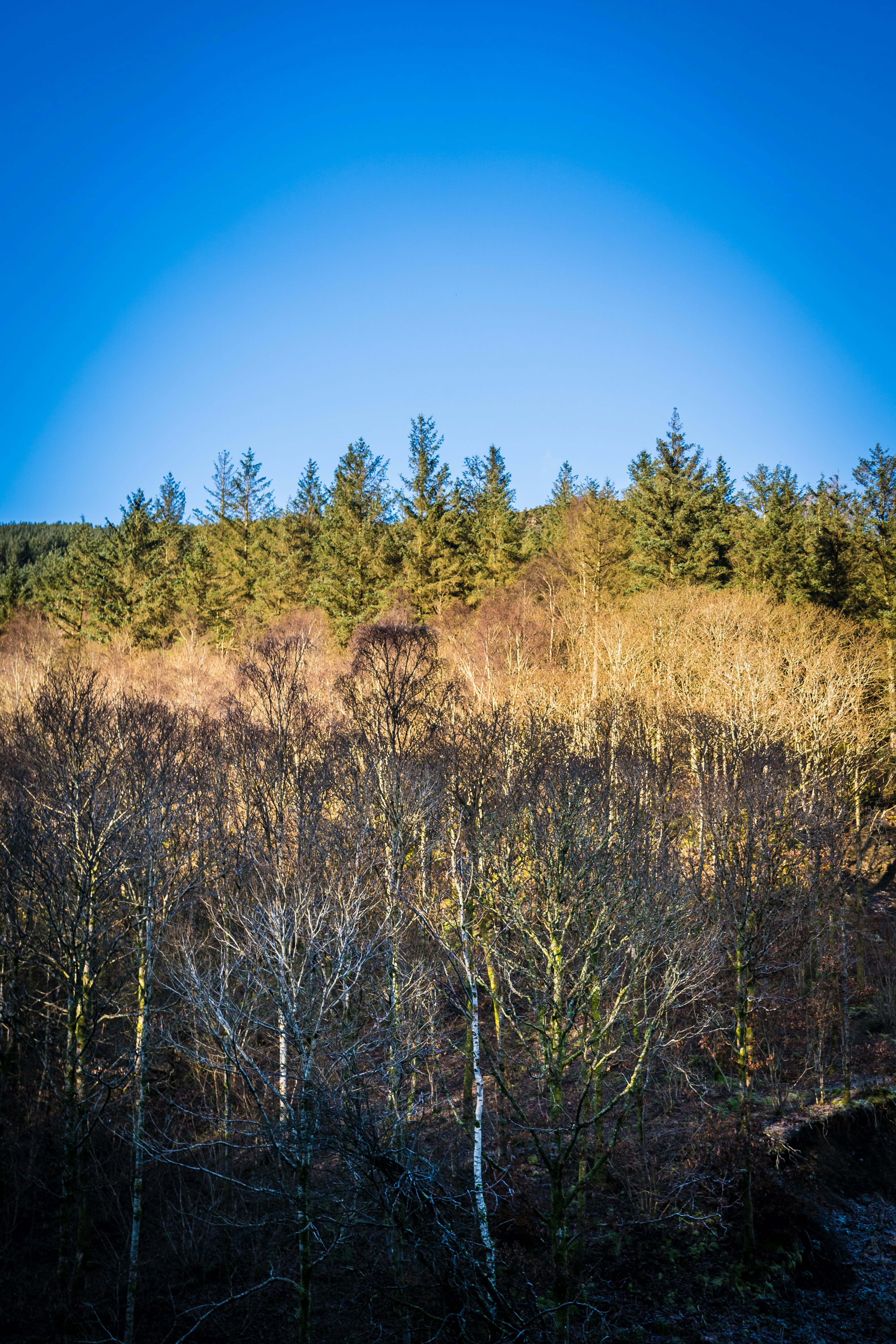 brown grass field under blue sky during daytime